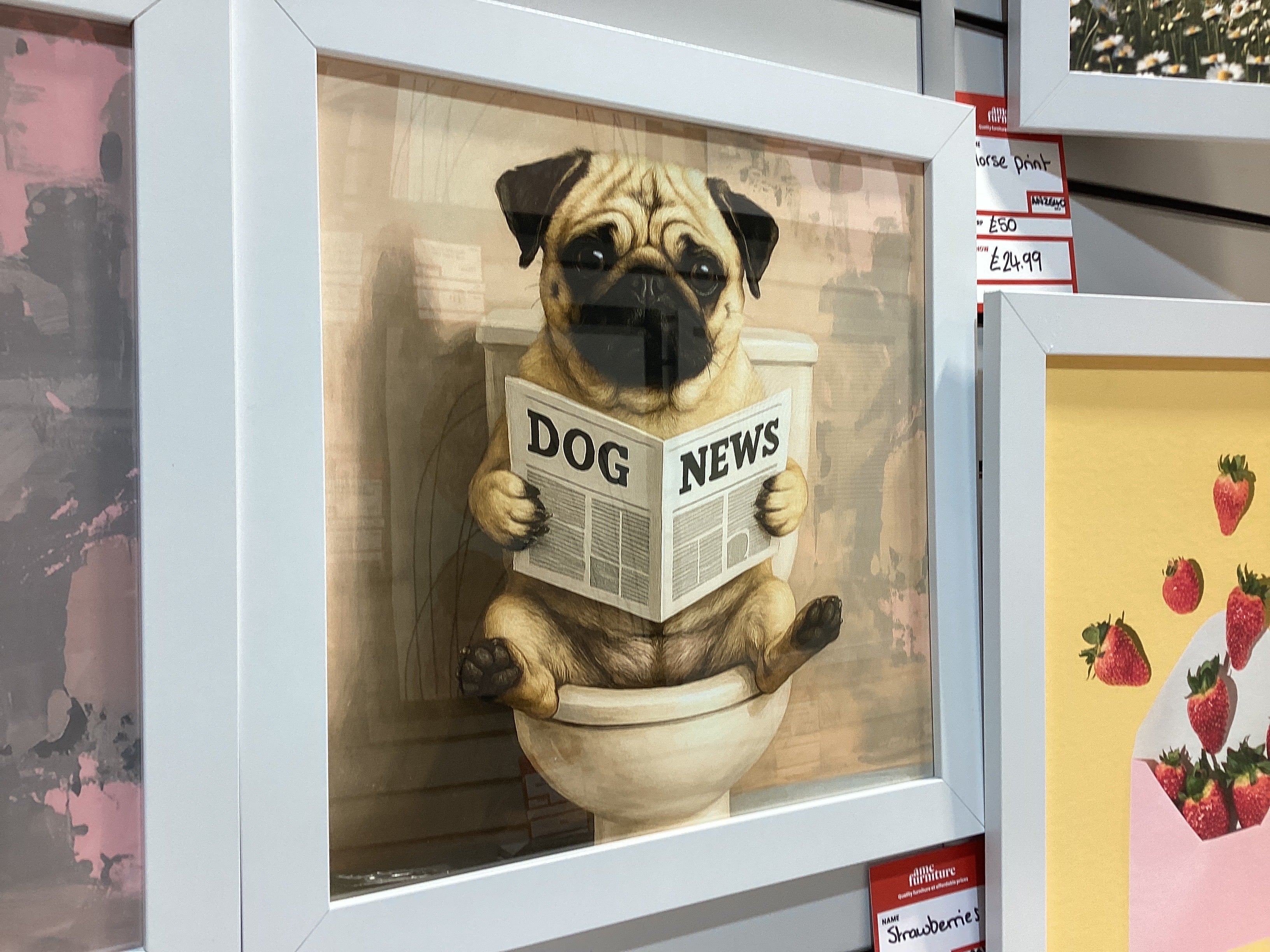 Pug dog news 40X40 AN2816 FN39 WHITE PLAIN - AMC Furniture