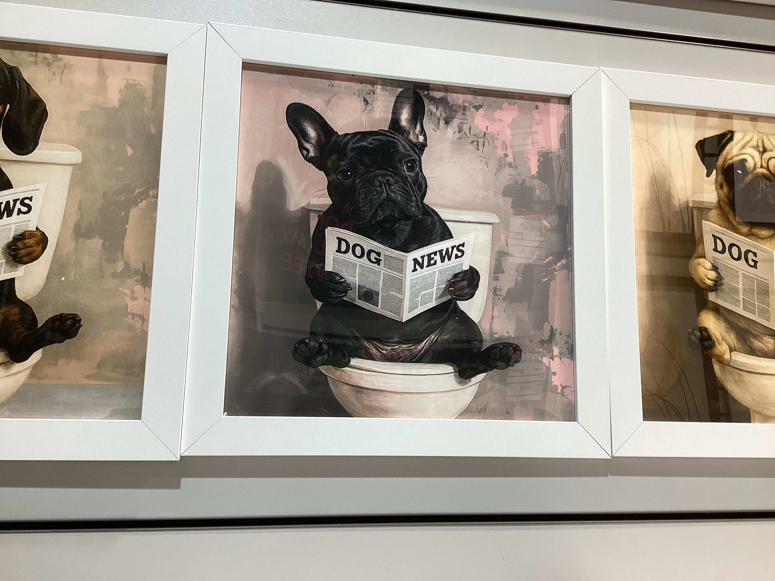 Frenchie dog news 40X40 AN2812 FN39 WHITE PLAIN - AMC Furniture