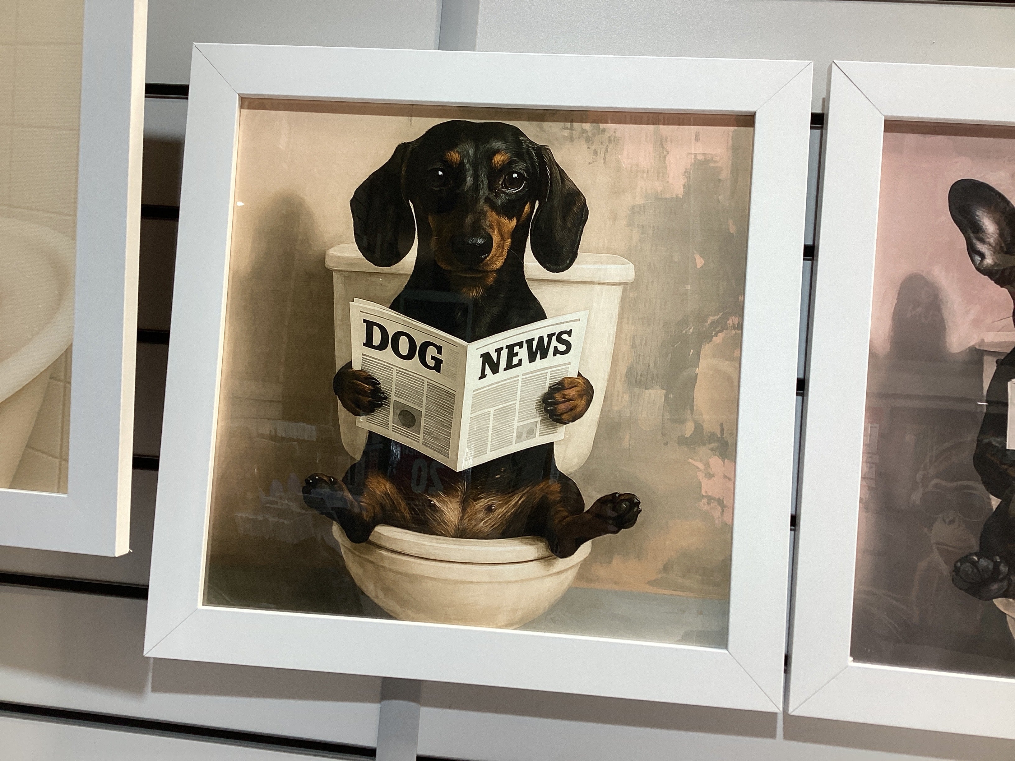 Sausage dog news 40X40 AN2817 FN39 WHITE PLAIN - AMC Furniture
