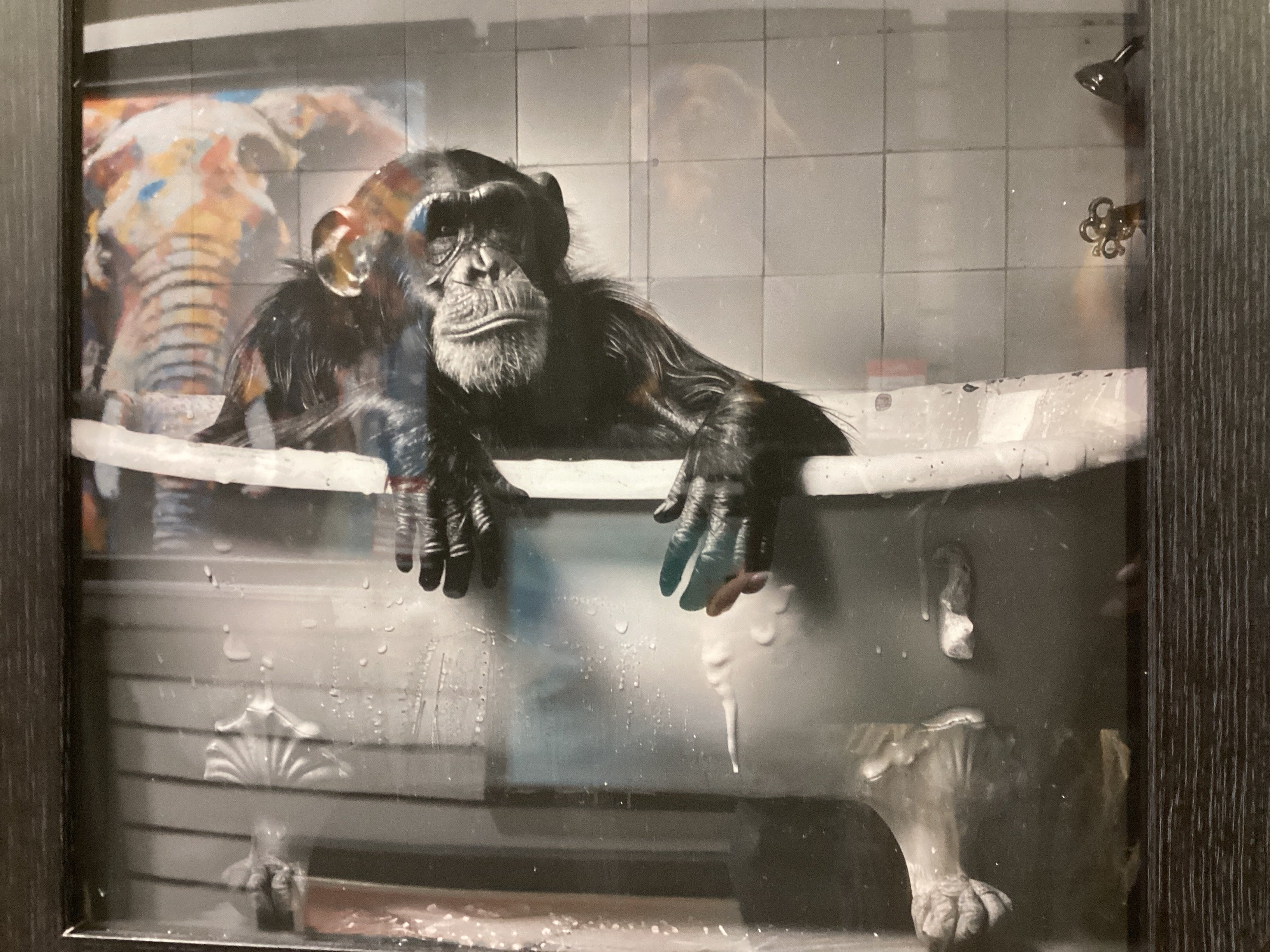 Monkey in bath 40X40 SN2838 FN39 BLACK PLAIN - AMC Furniture