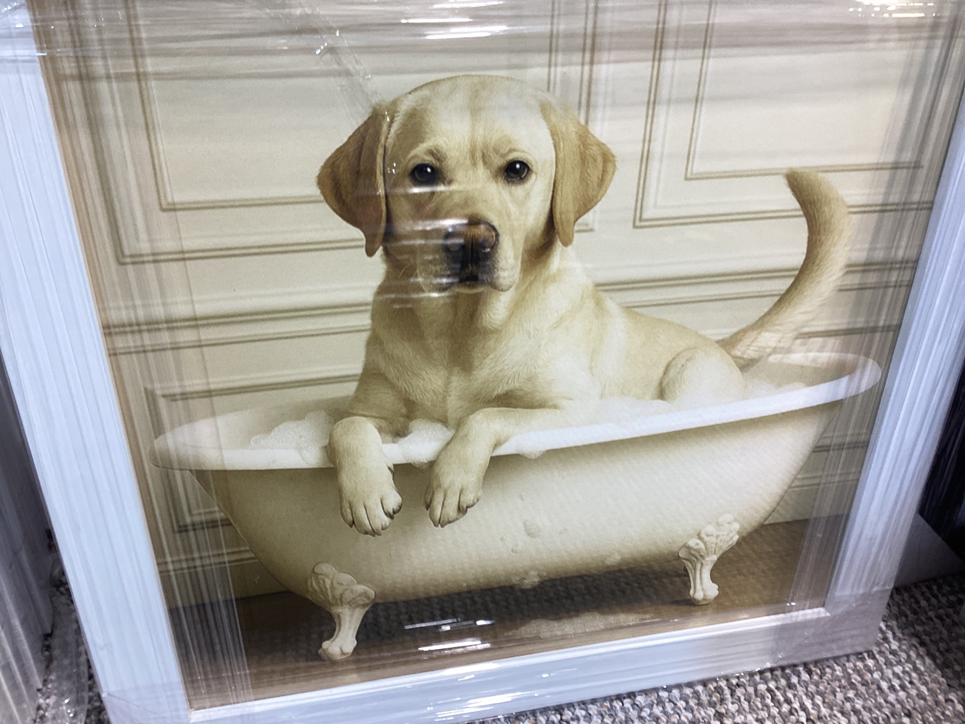 Labrador in bath 40X40 AN2760 FN39 WHITE PLAIN - AMC Furniture