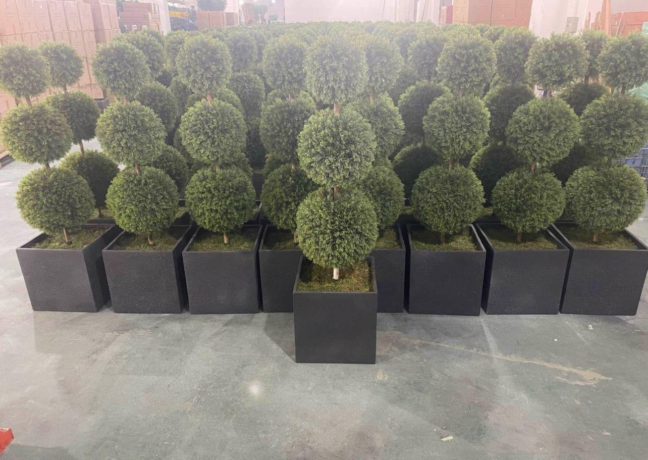 Pair of Topiary Ball Trees- front oblique view- top oblique view- front view 2