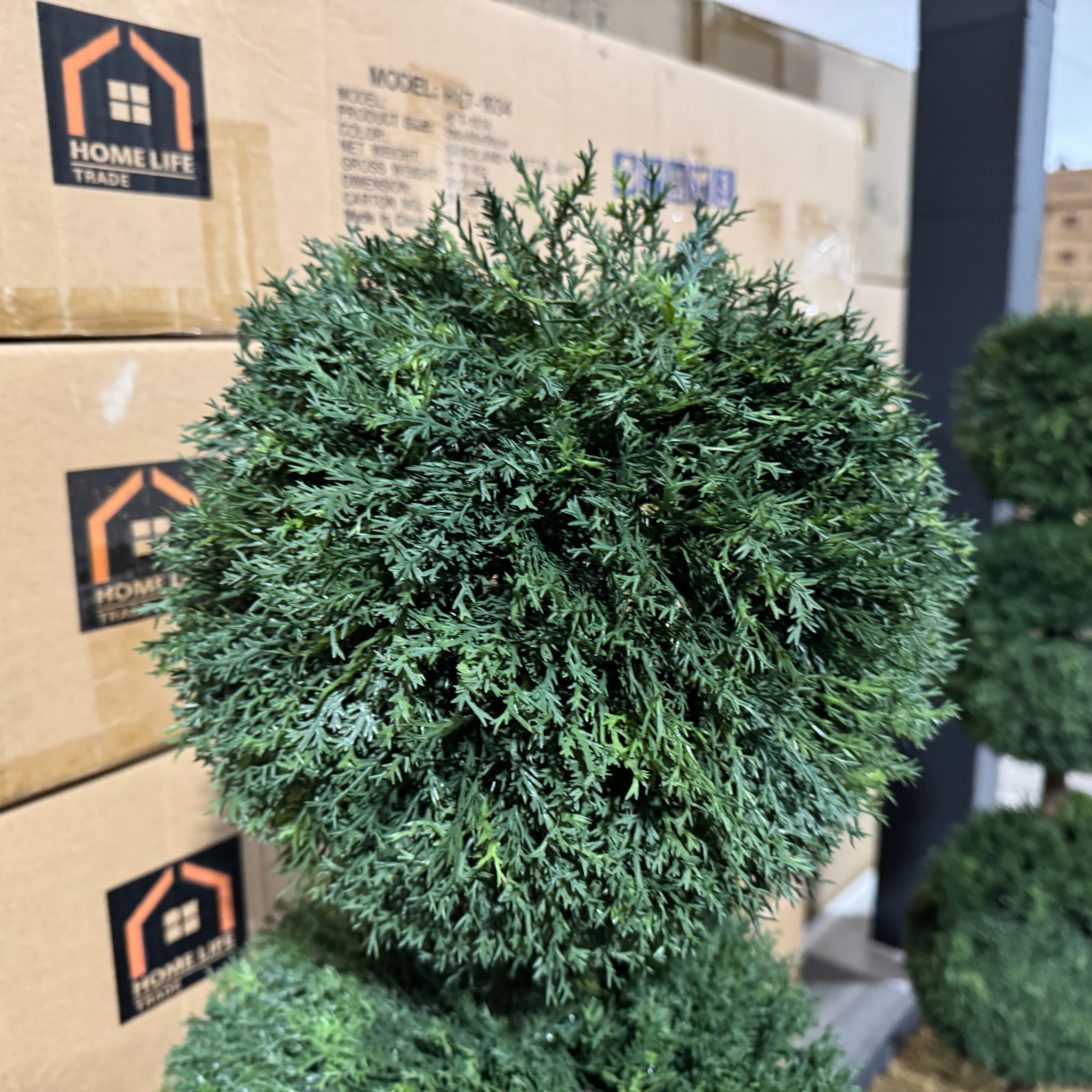 Pair of Topiary Ball Trees - close up front view (6765560430656)