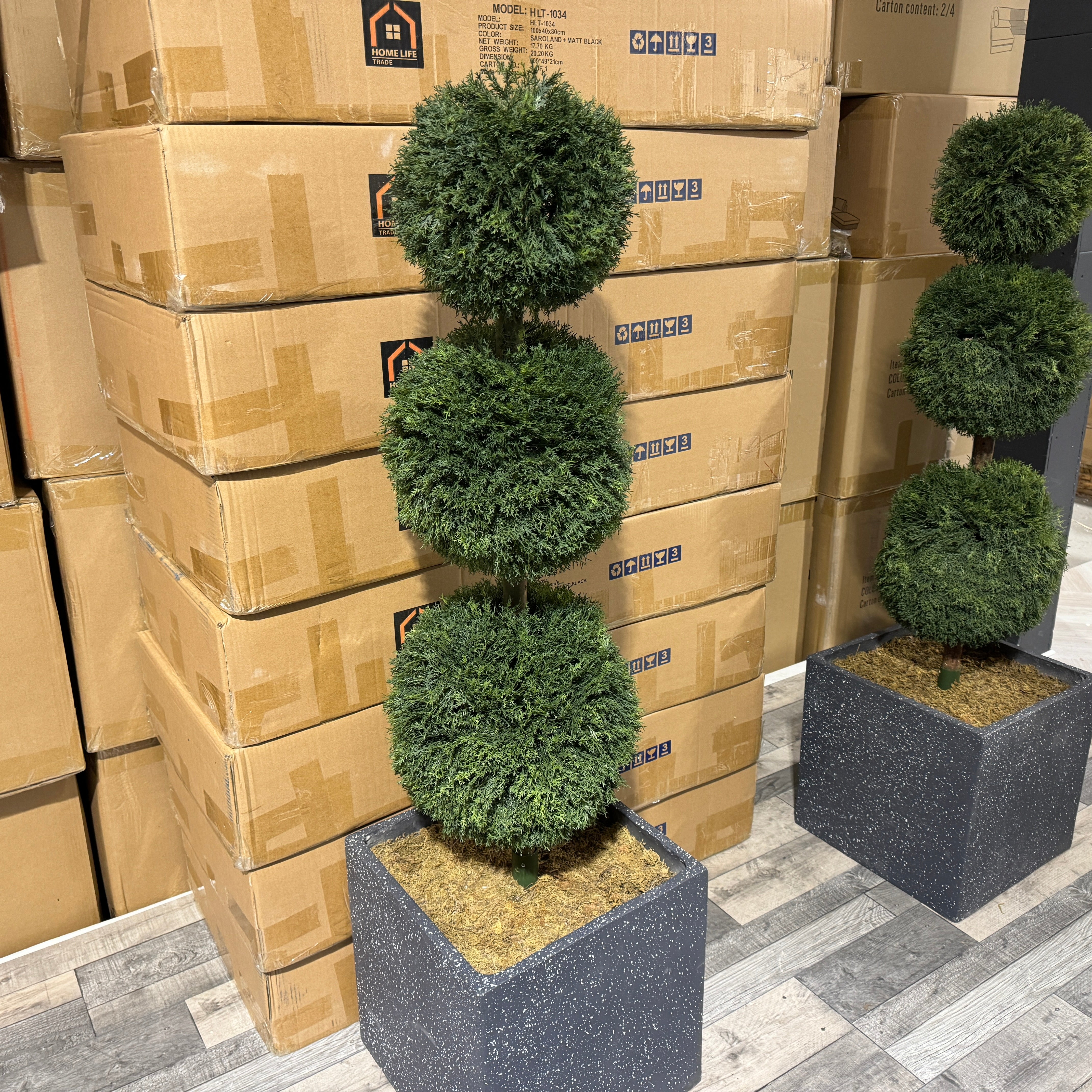 Pair of Topiary Ball Trees - display area view (6765560430656)