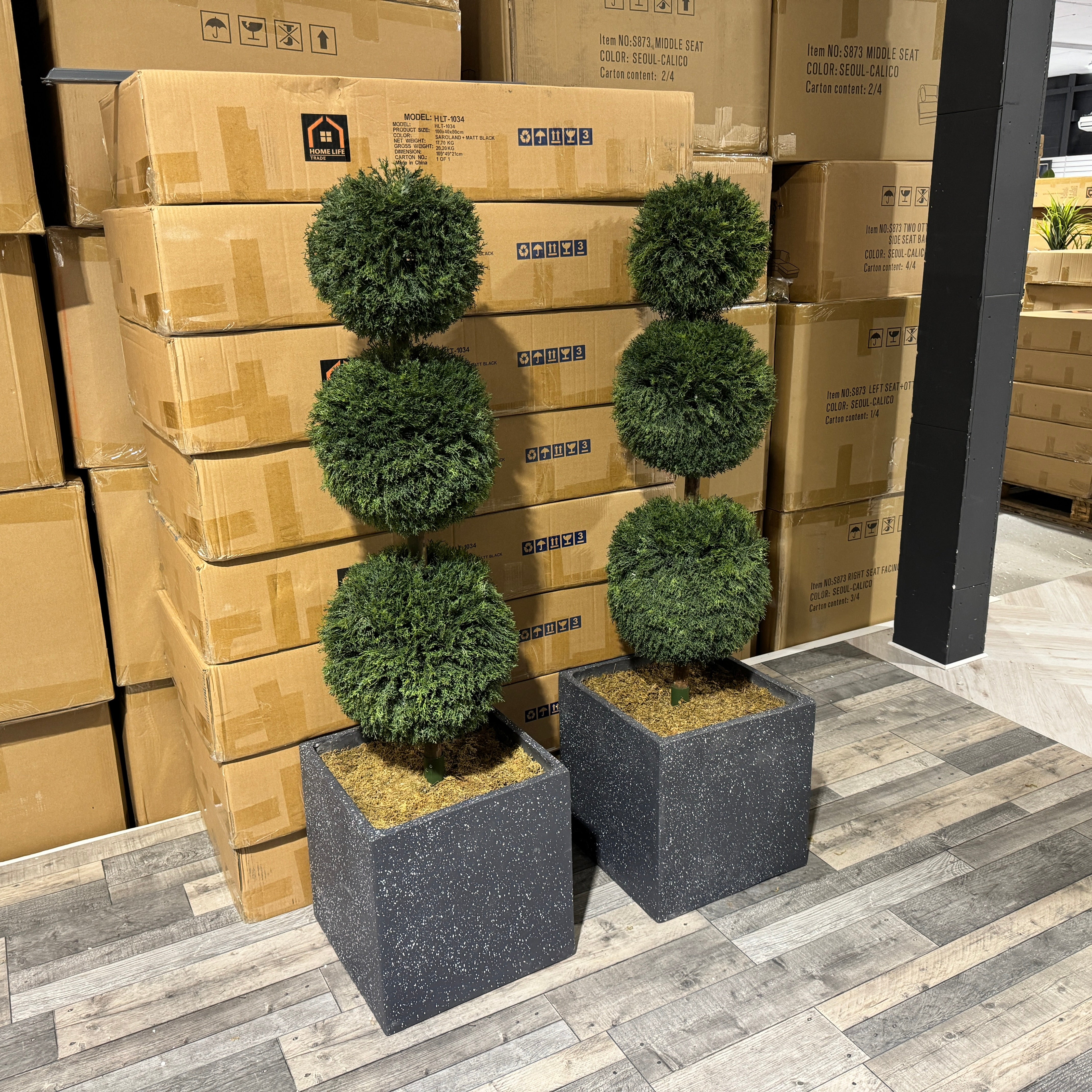 Pair of Topiary Ball Trees - side front perspective indoor view (6765560430656)