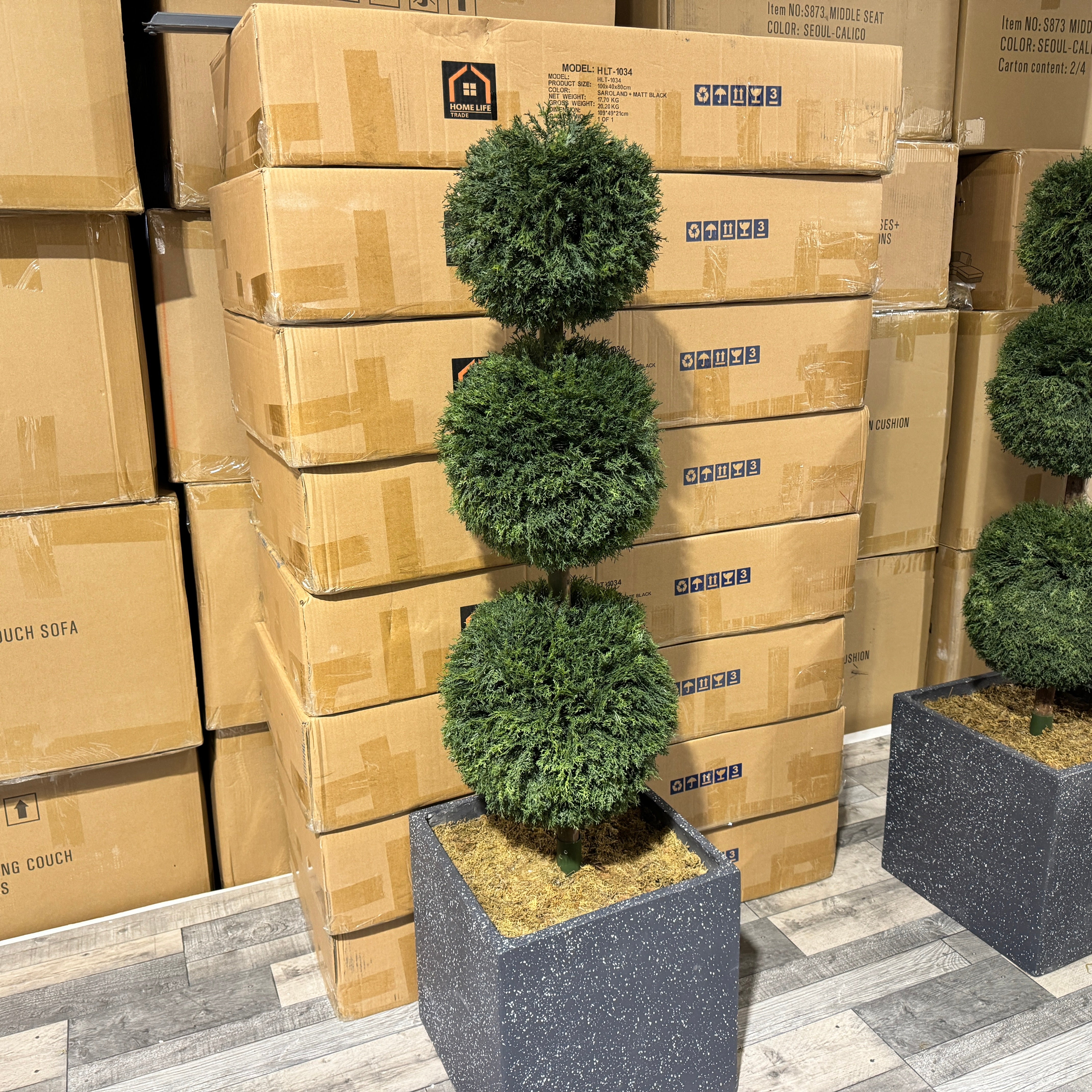 Pair of Topiary Ball Trees -close up front side view (6765560430656)