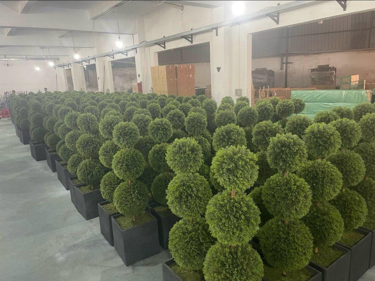 Pair of Topiary Ball Trees- front oblique view- top oblique view