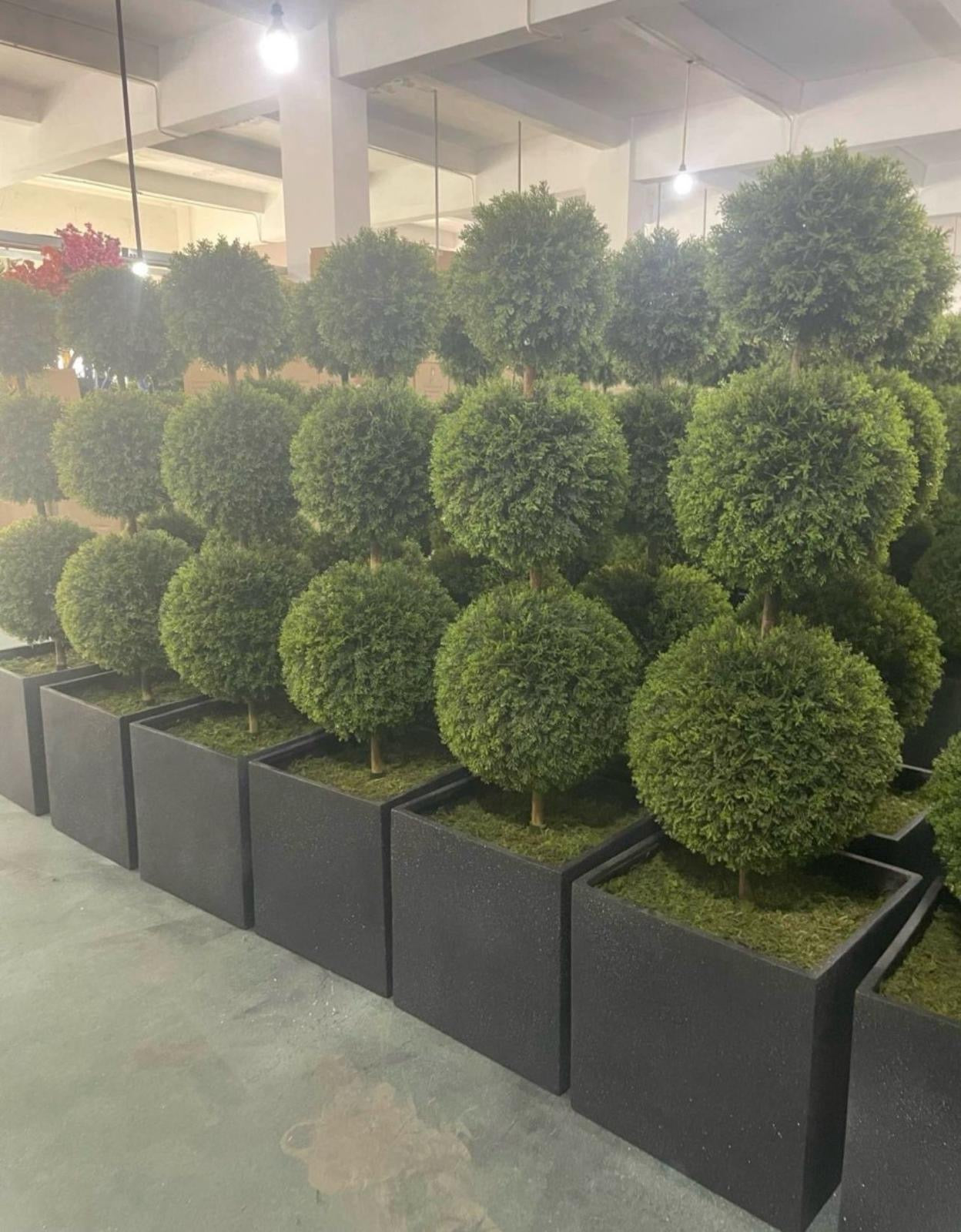 Pair of Topiary Ball Trees- front oblique view