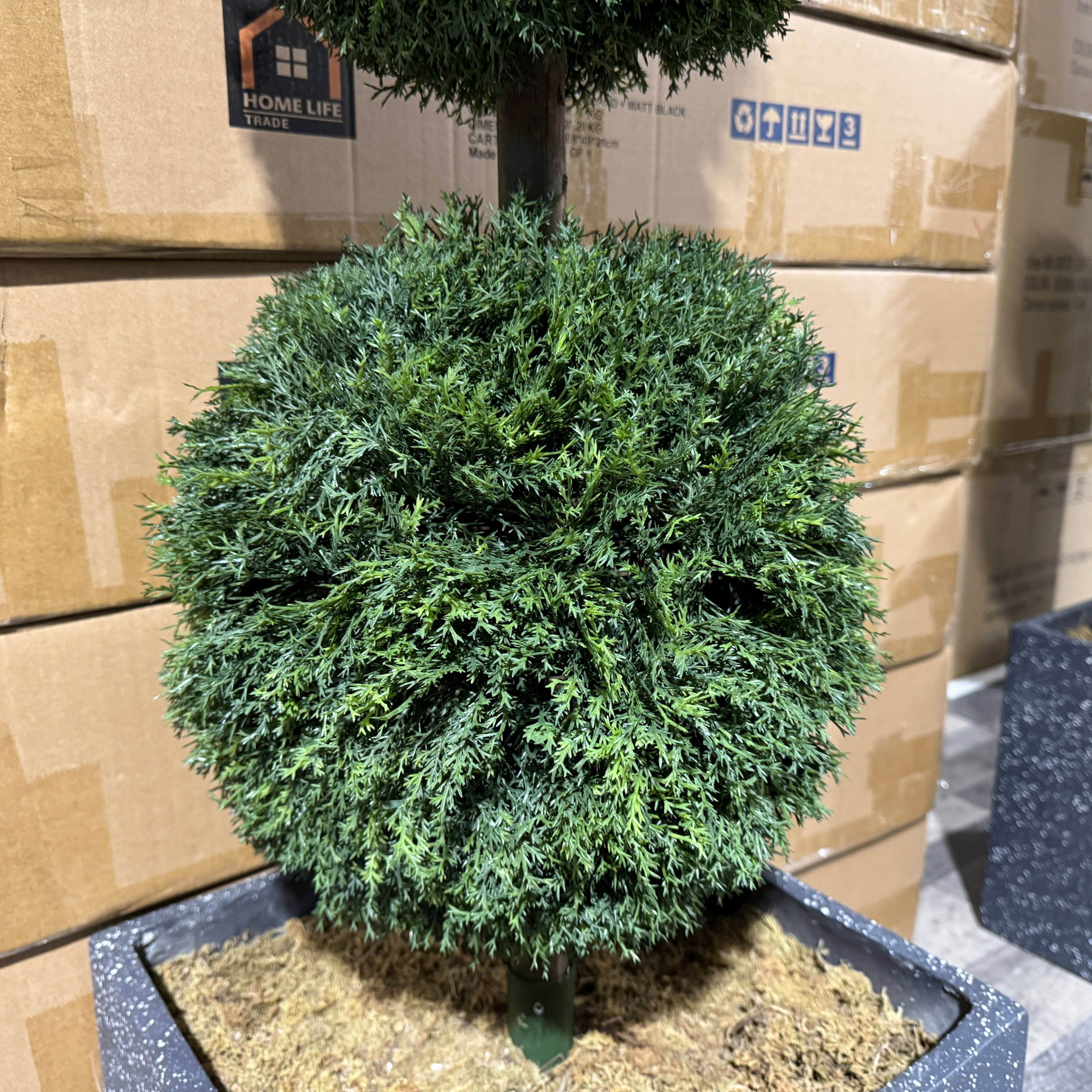 Pair of Topiary Ball Trees - front facing close up view (6765560430656)